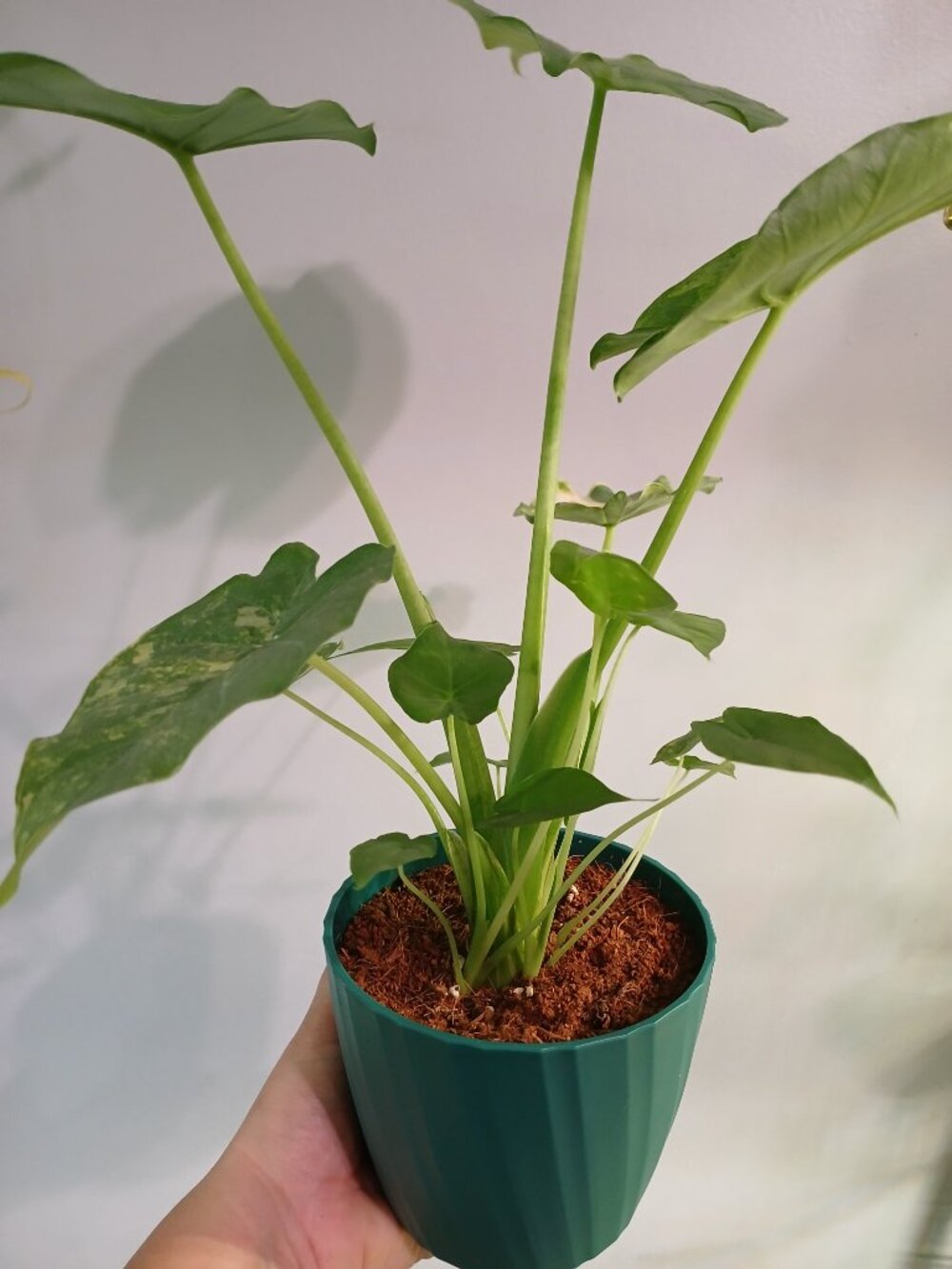Alocasia Gangeana Aurea - Picture 5 of 8